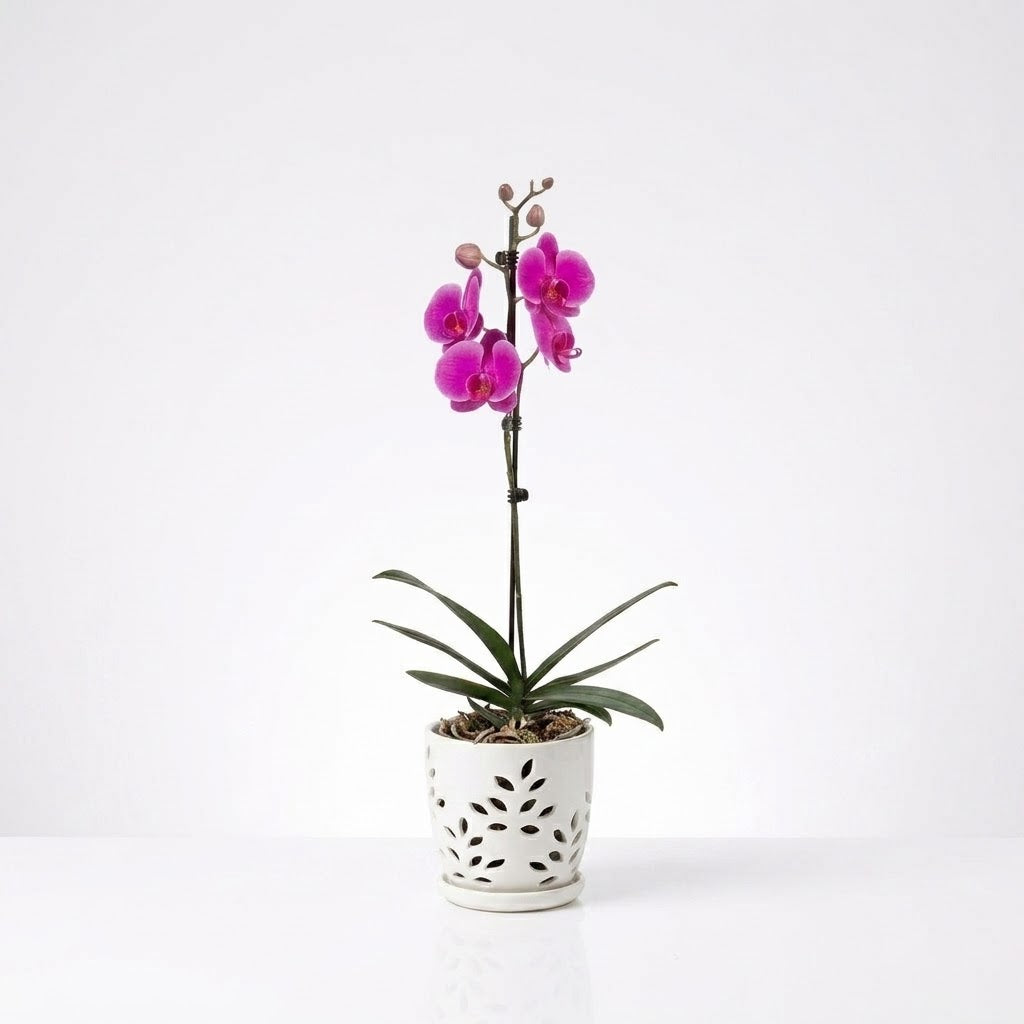 Orquídea Morada de flores grandes - 1 vara