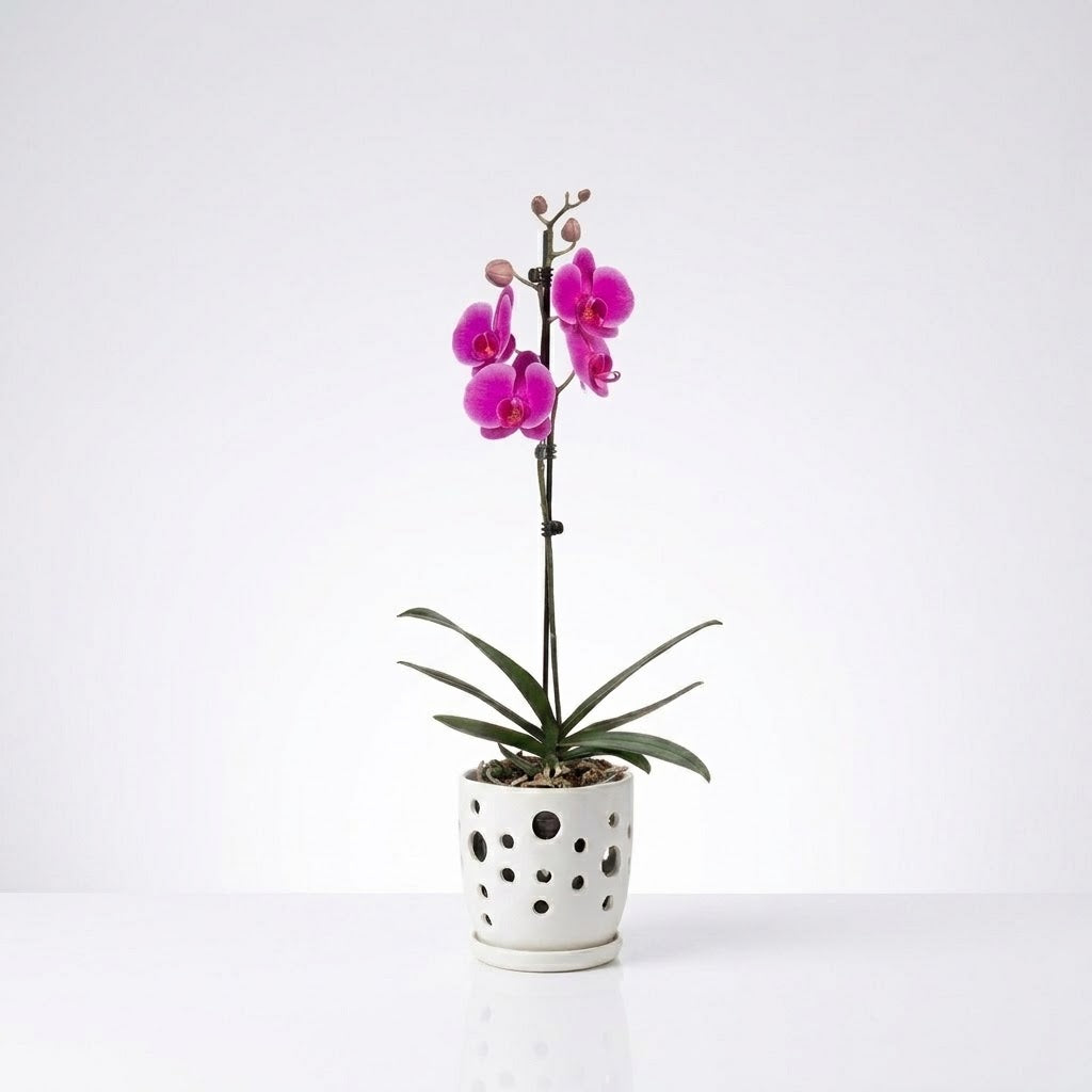 Orquídea Morada de flores grandes - 1 vara