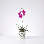 Orquídea Morada de flores grandes - 1 vara