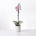 Orquídea Fucsia jaspeada - 1 vara