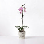 Orquídea Fucsia jaspeada - 1 vara