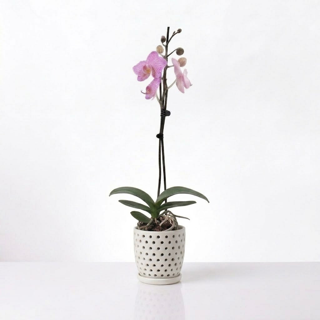 Orquídea Fucsia jaspeada - 1 vara
