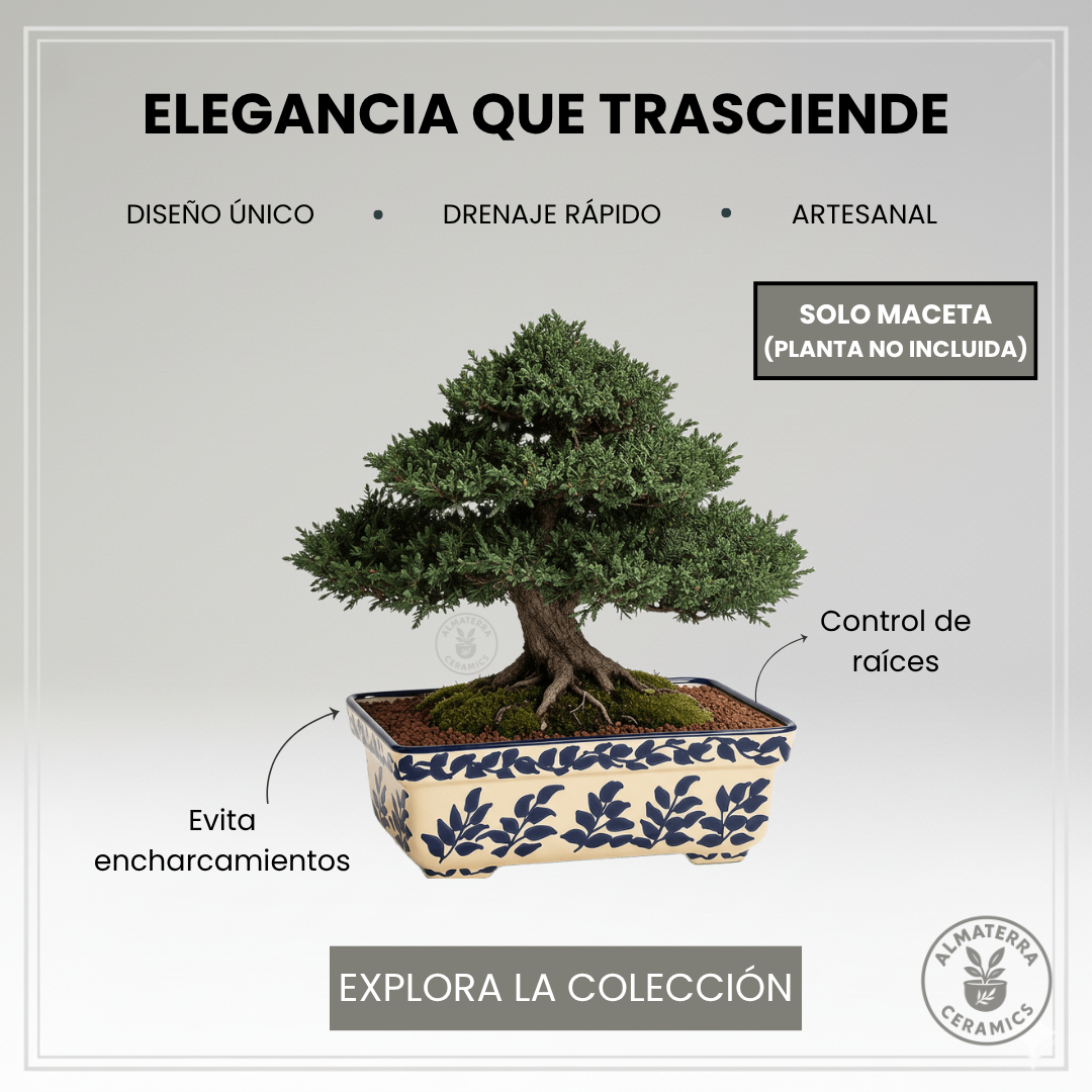 Maceta Bonsai Azul