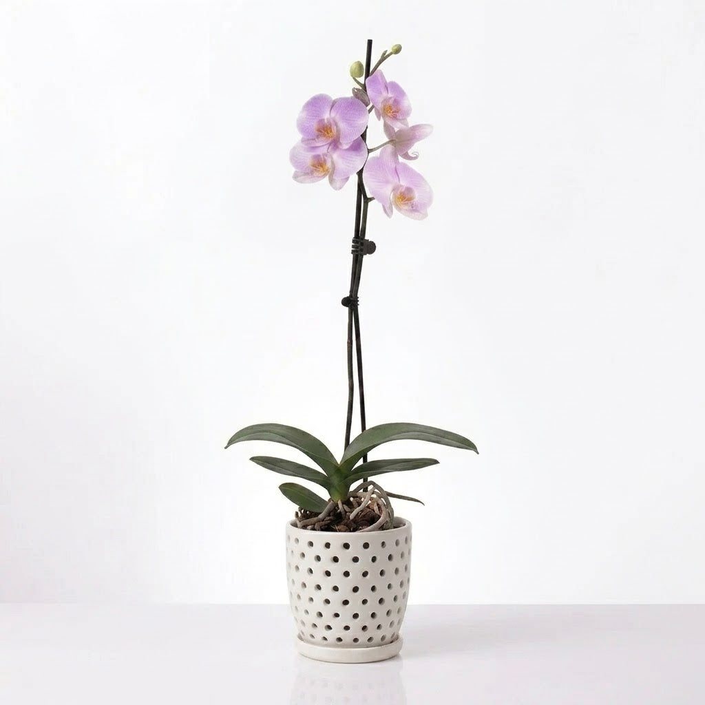 Orquídea Lila con centro amarillo - 1 vara