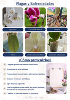 Pack Completo para el Cuidado de Orquídeas – Maceta Decorativa, Maceta Transparente, Fertilizante, Enraizador y Triple Acción
