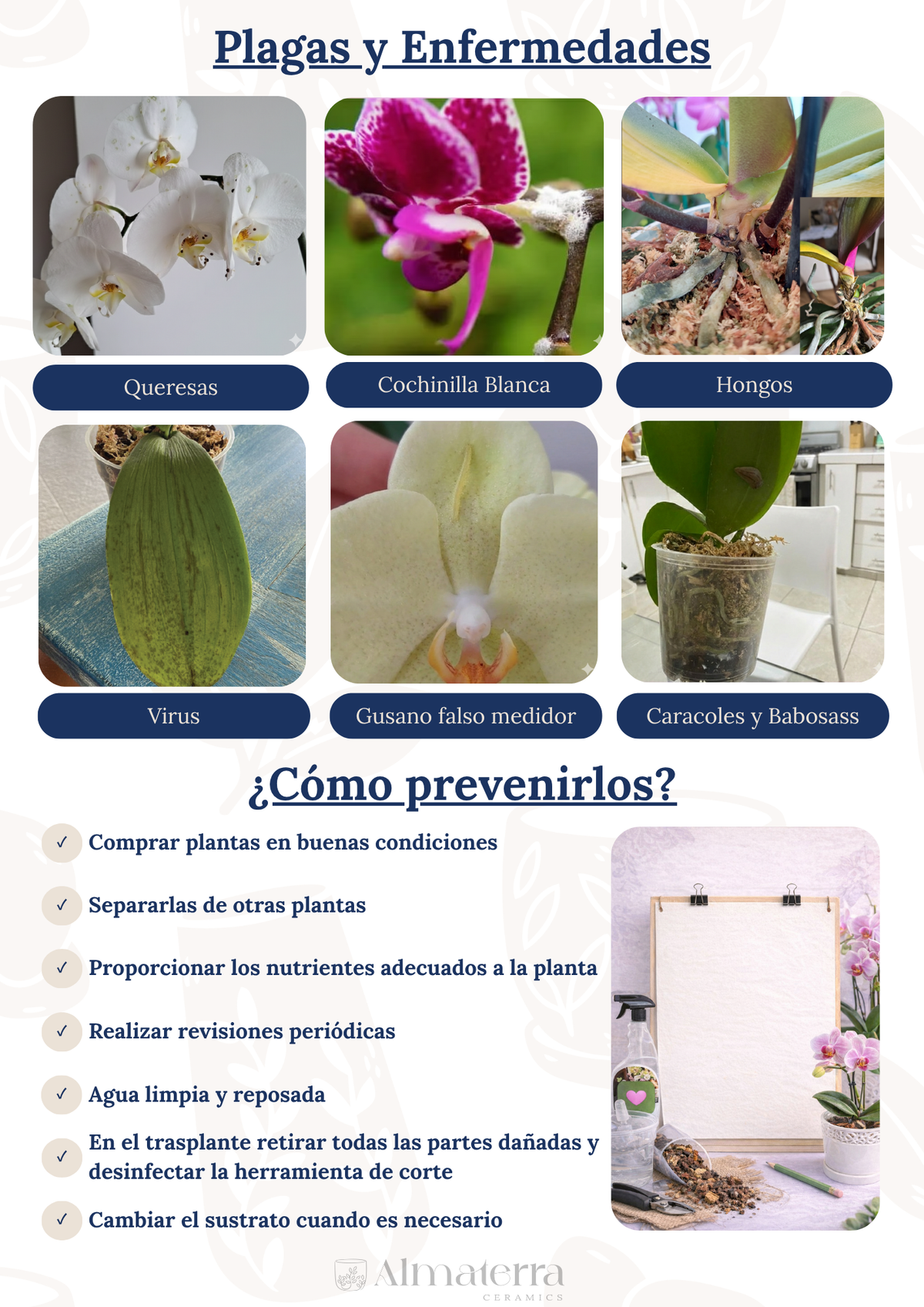 Pack Completo para el Cuidado de Orquídeas – Maceta Decorativa, Maceta Transparente, Fertilizante, Enraizador y Triple Acción