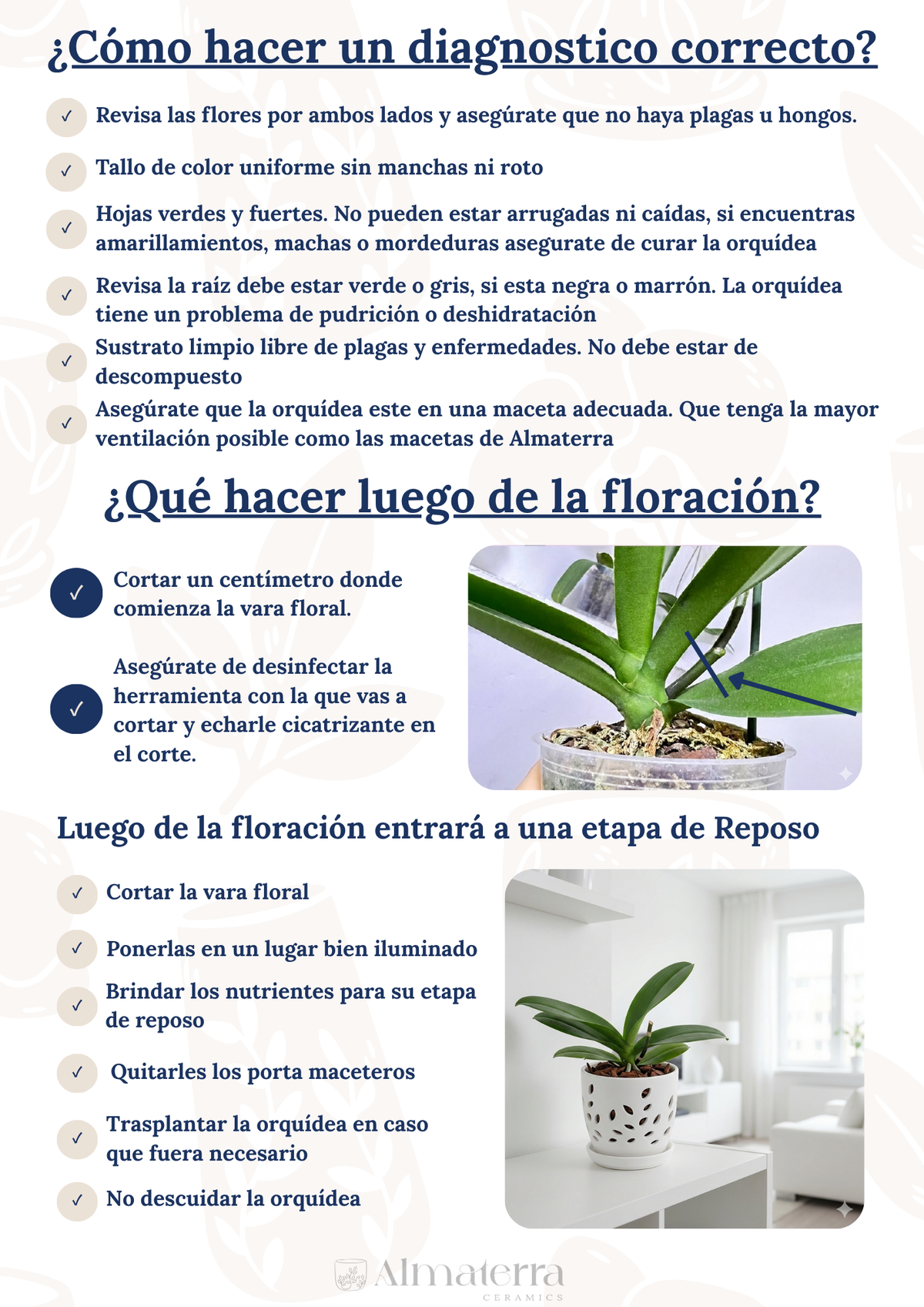 Pack Completo para el Cuidado de Orquídeas – Maceta Decorativa, Maceta Transparente, Fertilizante, Enraizador y Triple Acción