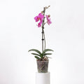 Orquídea Fucsia jaspeada - 1 vara