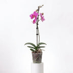 Orquídea Fucsia jaspeada - 1 vara