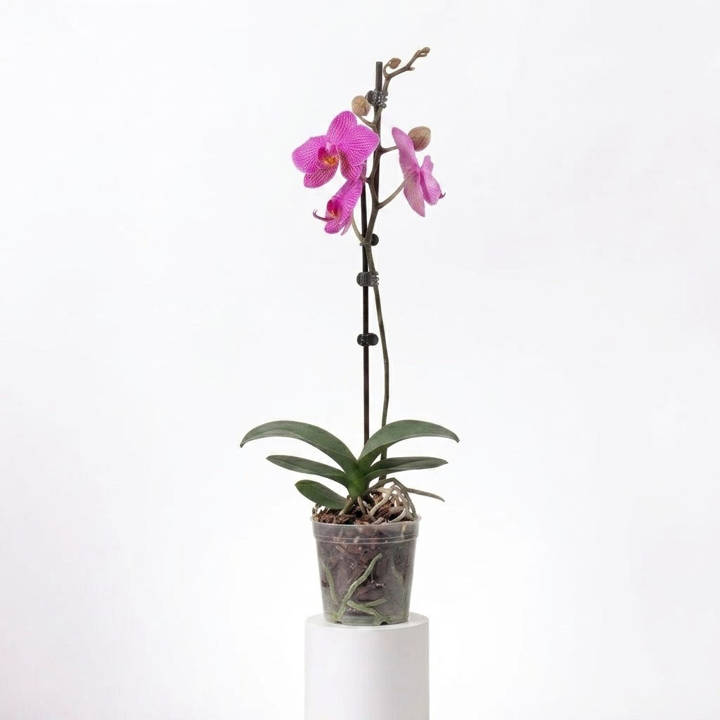 Orquídea Fucsia jaspeada - 1 vara