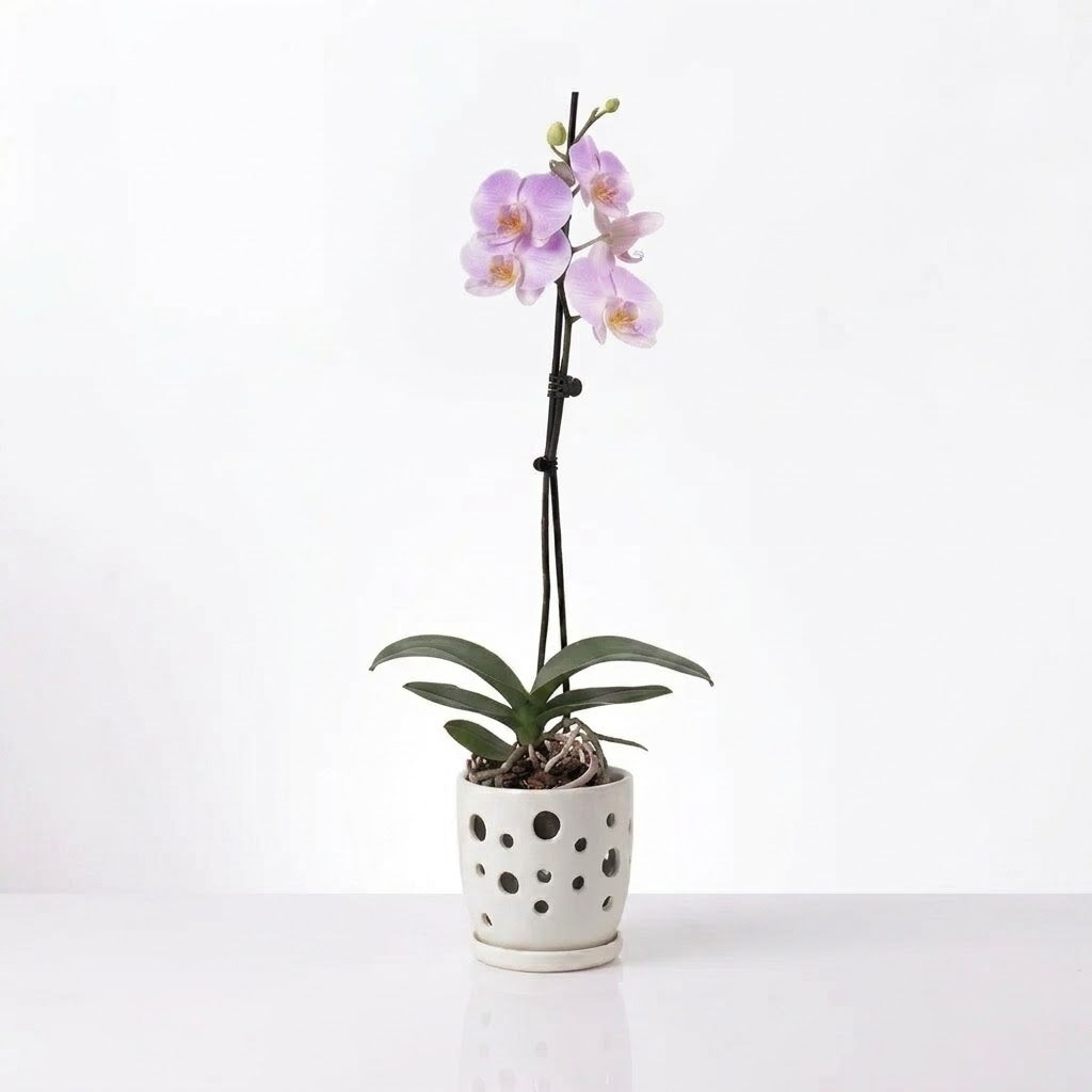 Orquídea Lila con centro amarillo - 1 vara