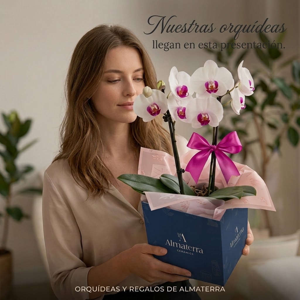 Orquídea Morada de flores grandes - 1 vara