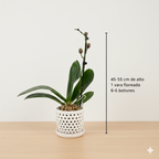 Orquidea color Vino - 1 vara ramificada