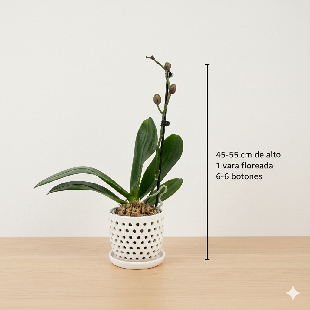 Orquidea color Vino - 1 vara ramificada