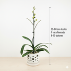 Orquidea Blanca con centro fucsia - 1 vara ramificada