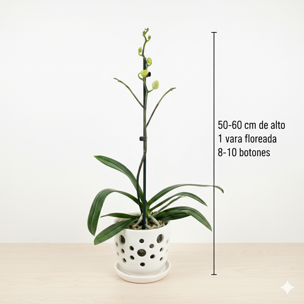 Orquidea Blanca con centro fucsia - 1 vara ramificada