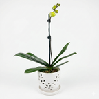 Orquidea Amarilla - 1 vara ramificada