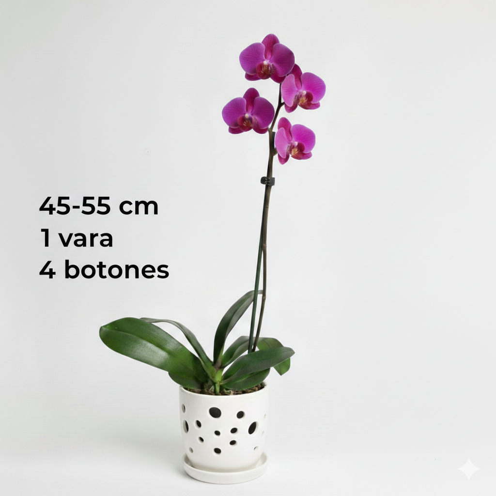 Orquidea Fucsia - 1 vara ramificada