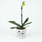 Orquidea Amarilla - 1 vara ramificada