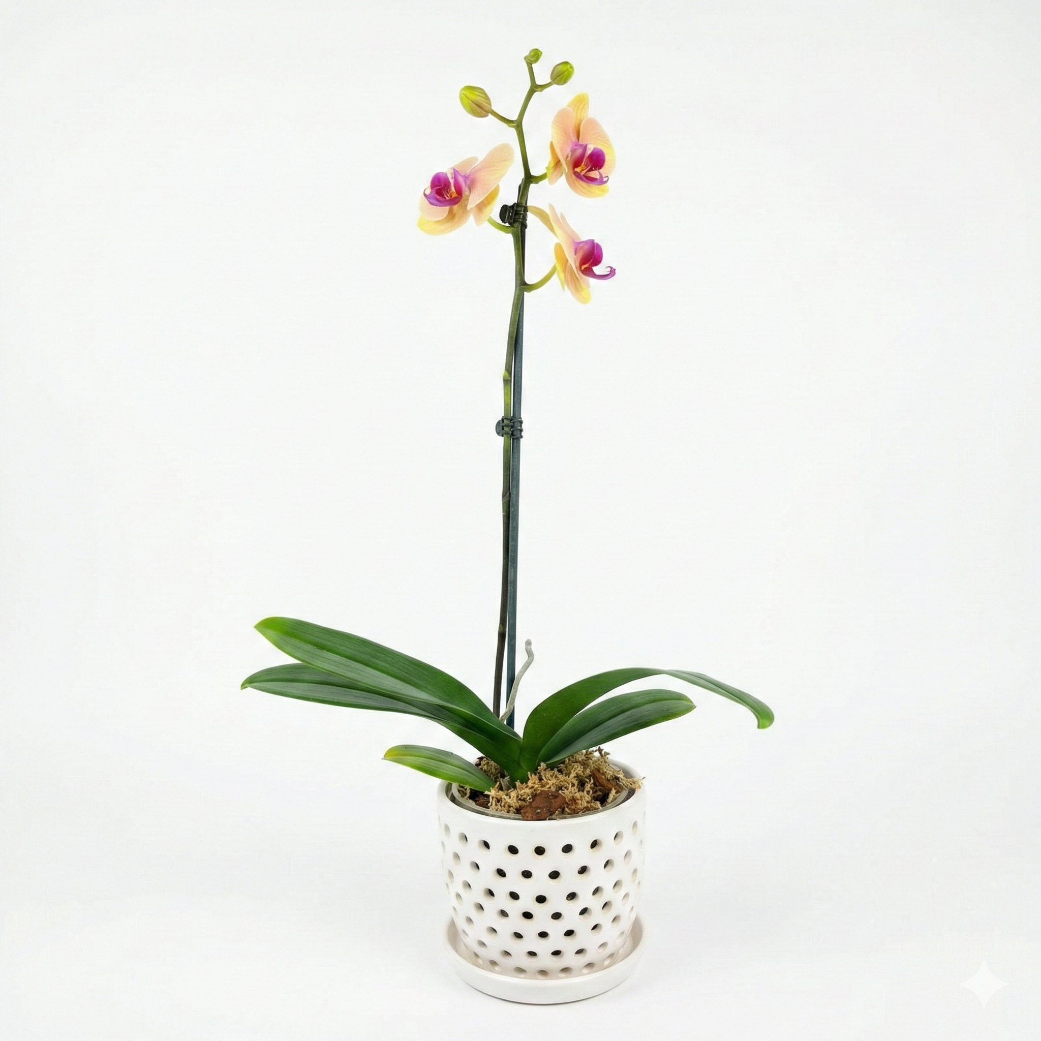 Orquidea Naranaja con centro rojo  - 1 vara ramificada