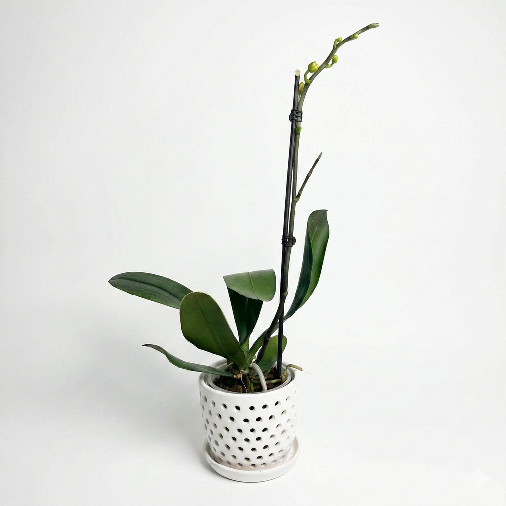 Orquidea Naranja - 1 vara ramificada