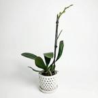 Orquidea Naranja - 1 vara ramificada