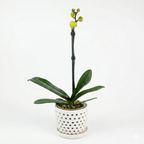 Orquidea Amarilla - 1 vara ramificada