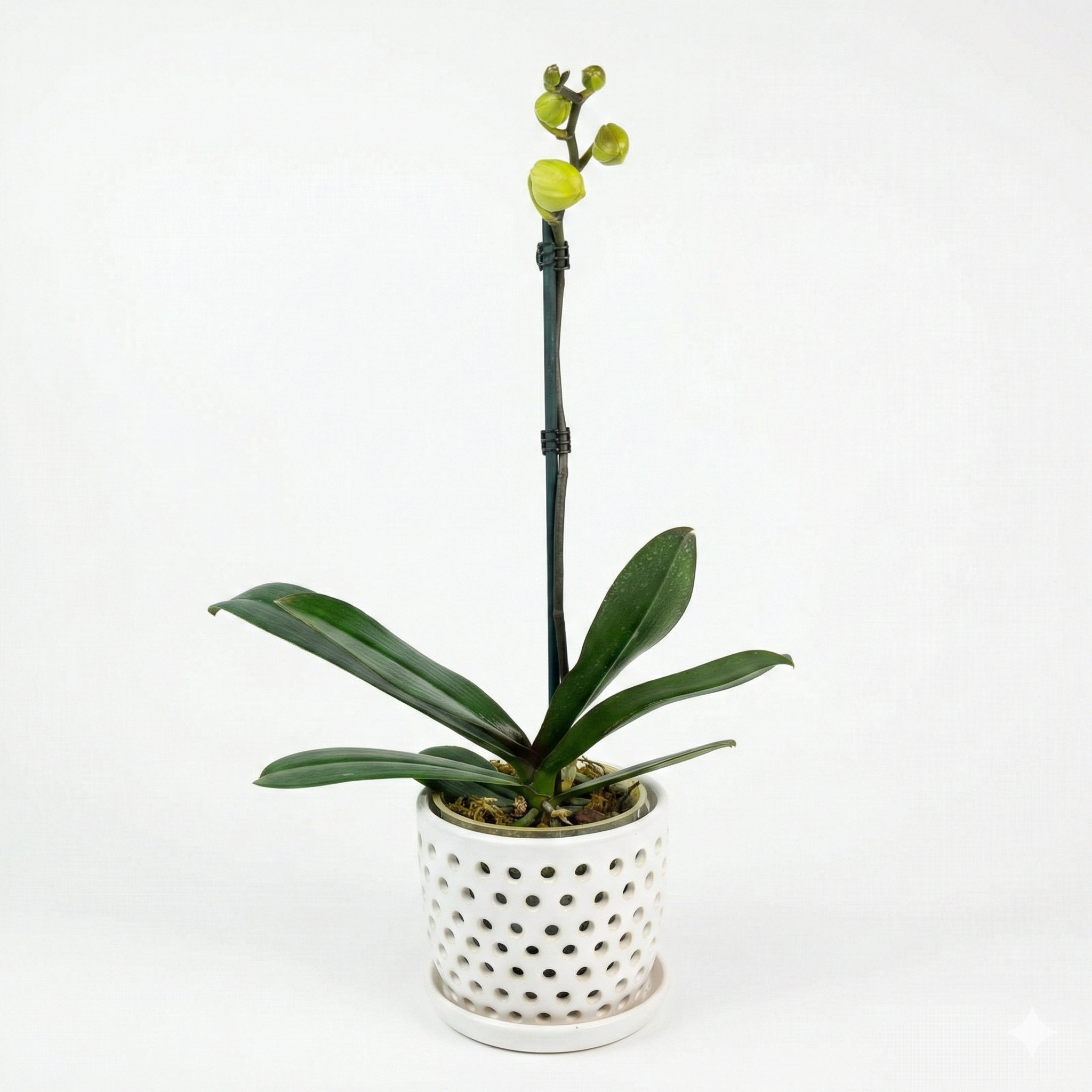 Orquidea Amarilla - 1 vara ramificada