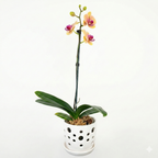 Orquidea Naranaja con centro rojo  - 1 vara ramificada