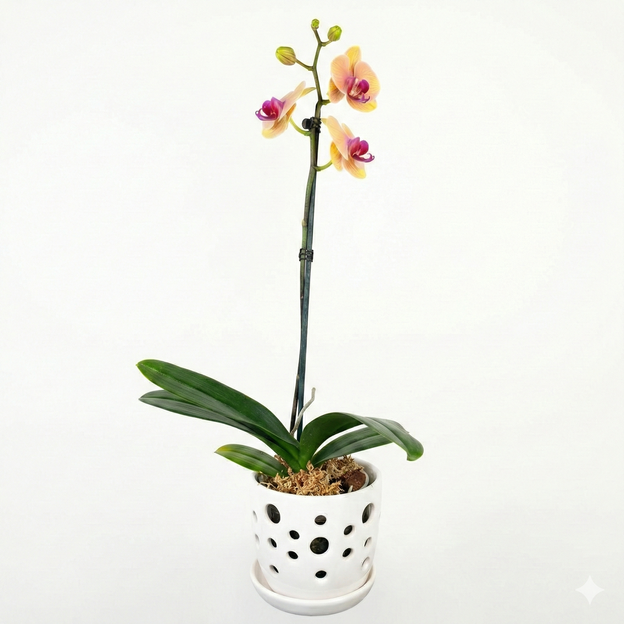 Orquidea Naranaja con centro rojo  - 1 vara ramificada