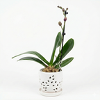 Orquidea color Vino - 1 vara ramificada