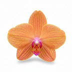 Orquidea Naranja - 1 vara ramificada