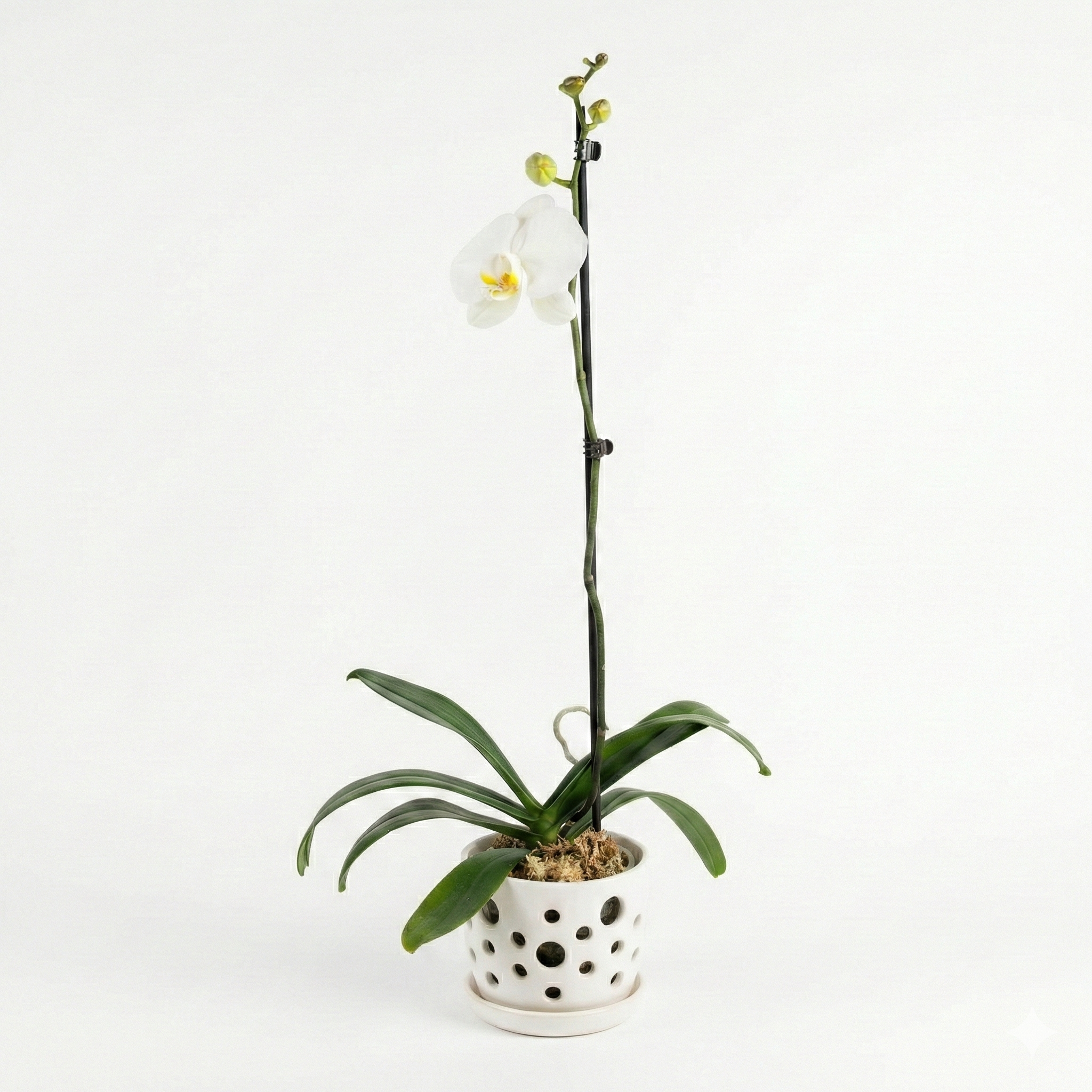 Orquidea Blanca con Amarilla 1 vara ramificada