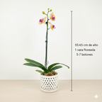 Orquidea Naranaja con centro rojo  - 1 vara ramificada