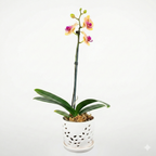 Orquidea Naranaja con centro rojo  - 1 vara ramificada