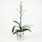 Orquidea Blanca con centro fucsia - 1 vara ramificada