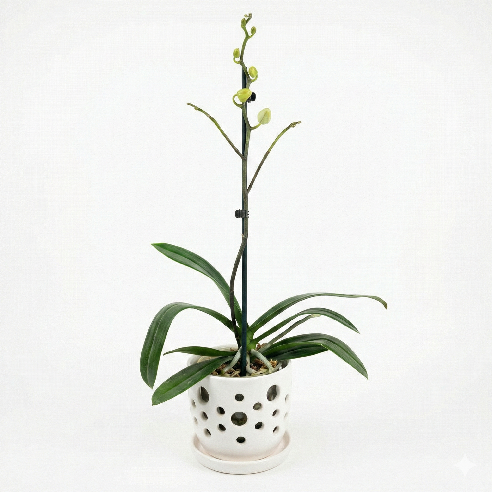 Orquidea Blanca con centro fucsia - 1 vara ramificada