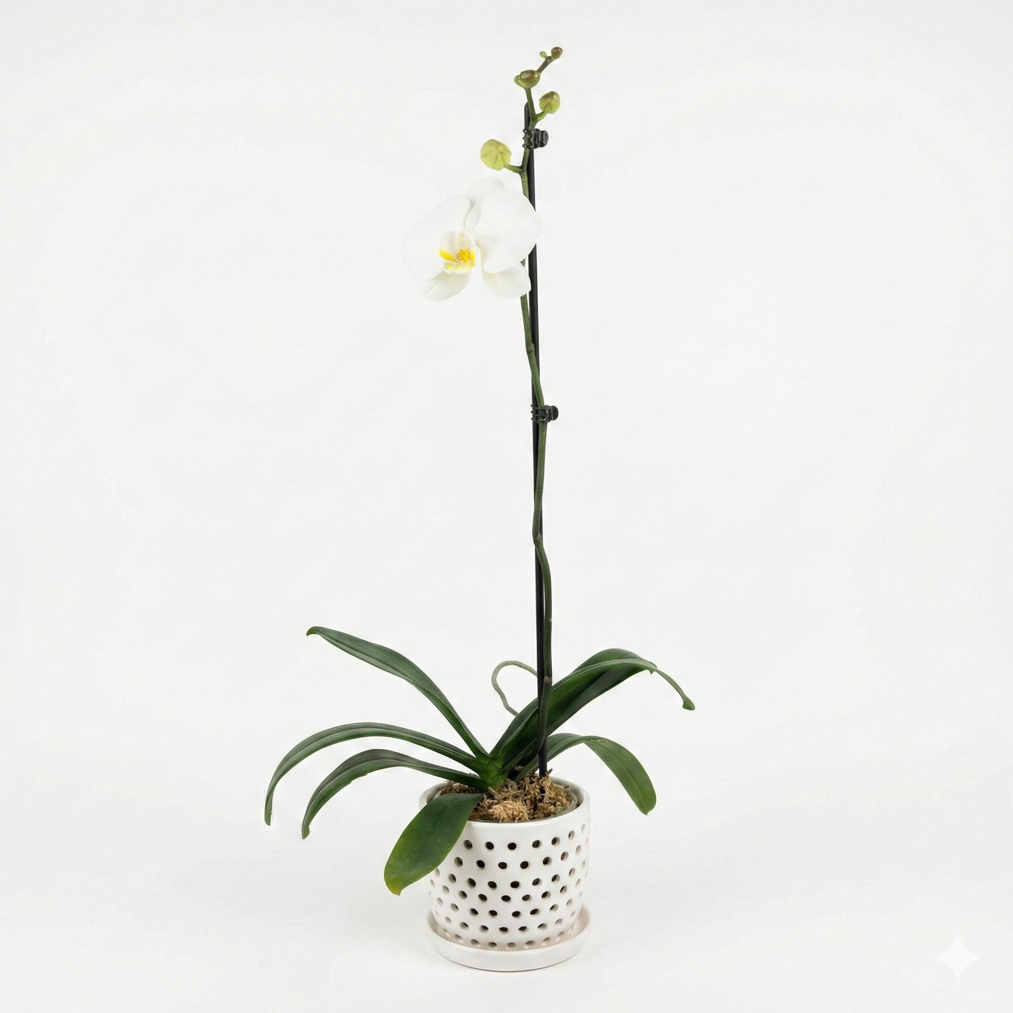 Orquidea Blanca con Amarilla 1 vara ramificada
