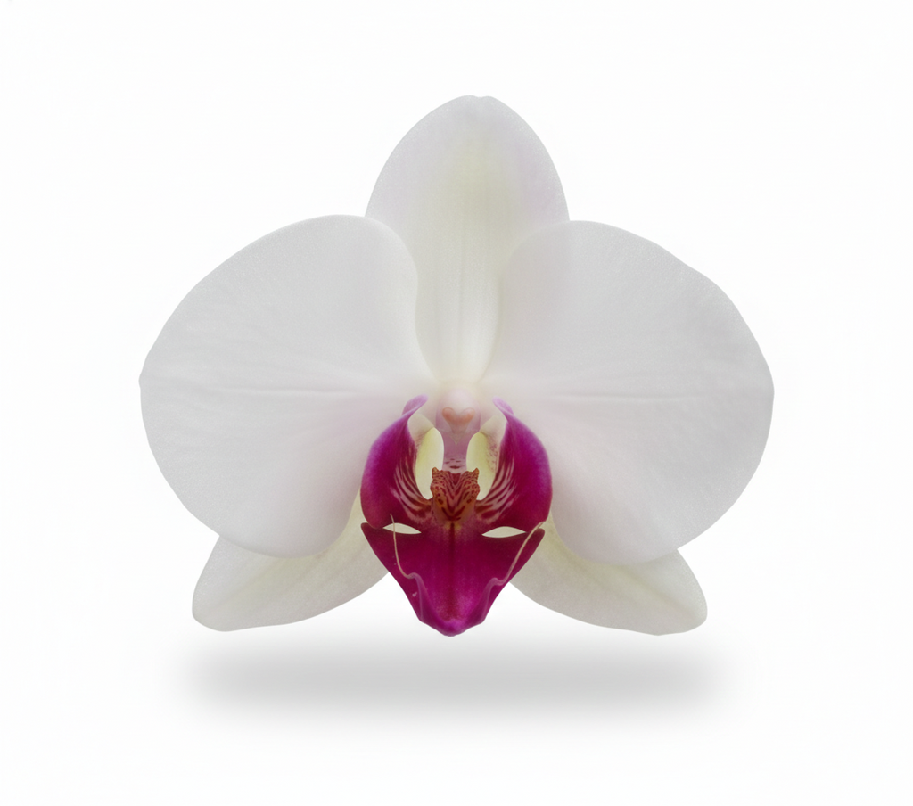 Orquidea Blanca con centro fucsia - 1 vara ramificada