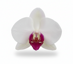 Orquidea Blanca con centro fucsia - 1 vara ramificada