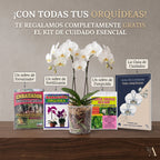 Orquídea Morada de flores grandes - 1 vara