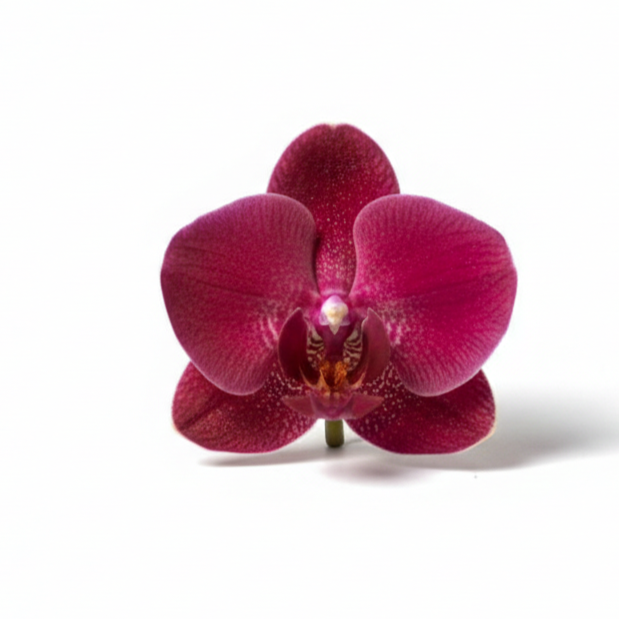 Orquidea color Vino - 1 vara ramificada