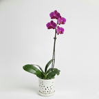 Orquidea Fucsia - 1 vara ramificada