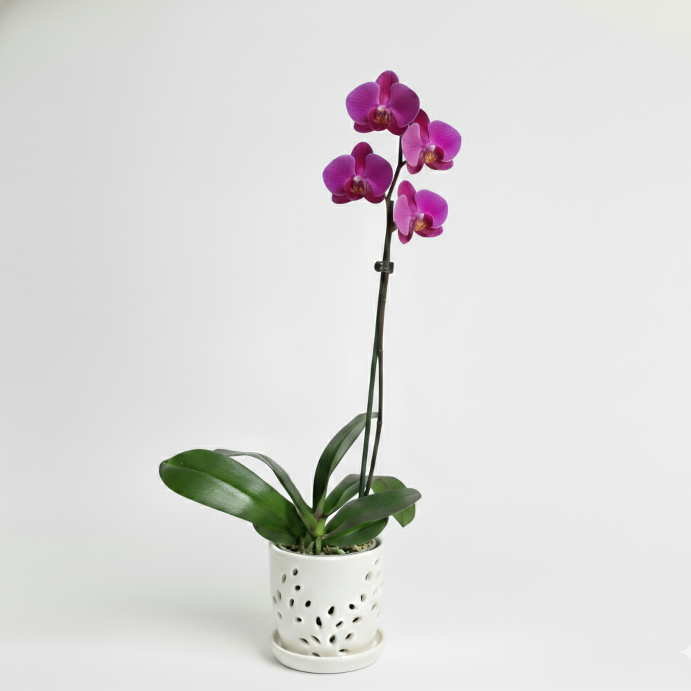 Orquidea Fucsia - 1 vara ramificada