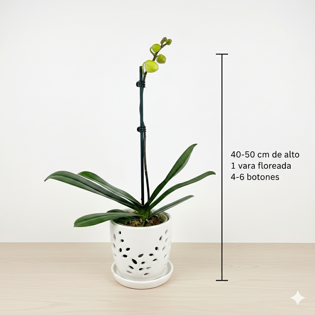 Orquidea Amarilla - 1 vara ramificada