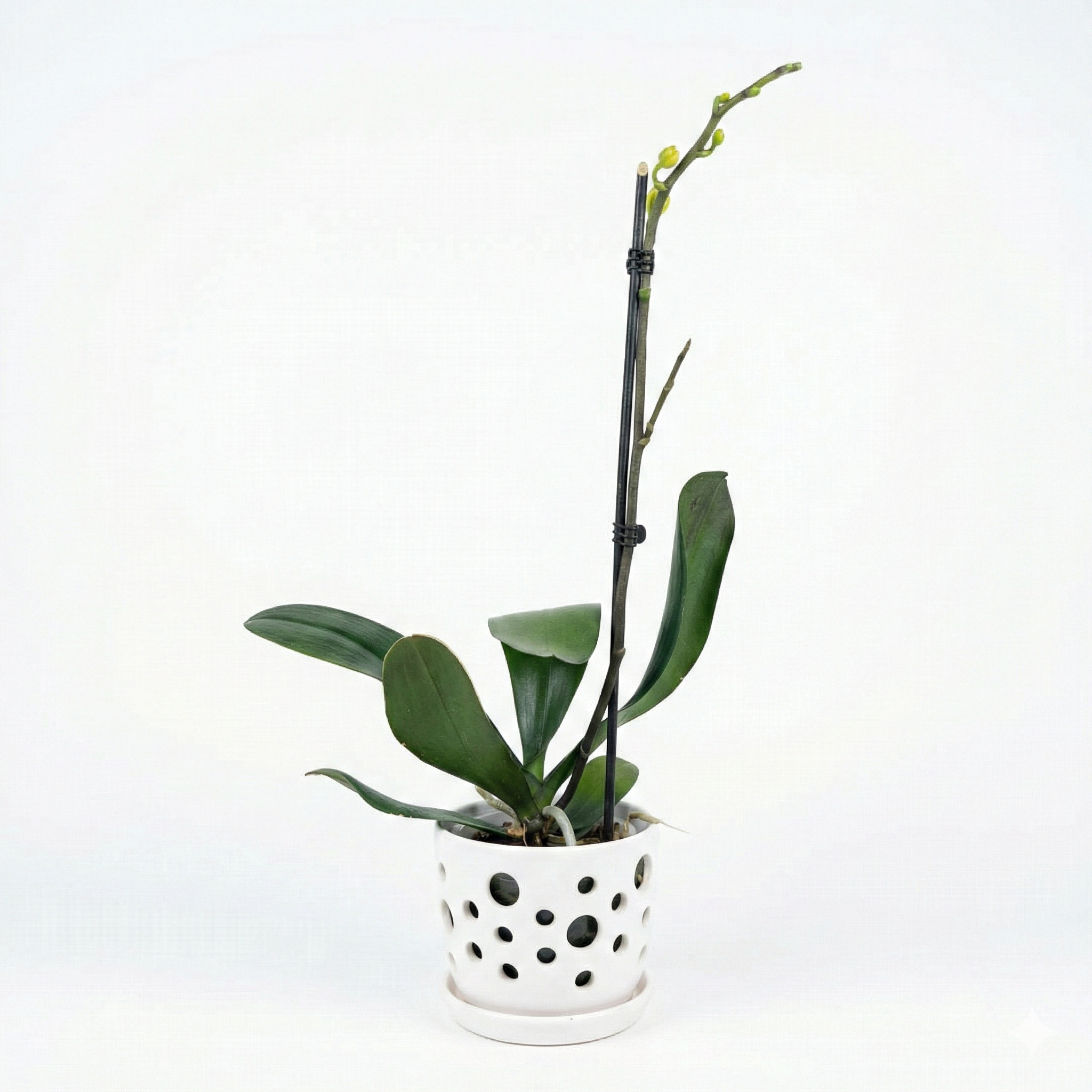 Orquidea Naranja - 1 vara ramificada