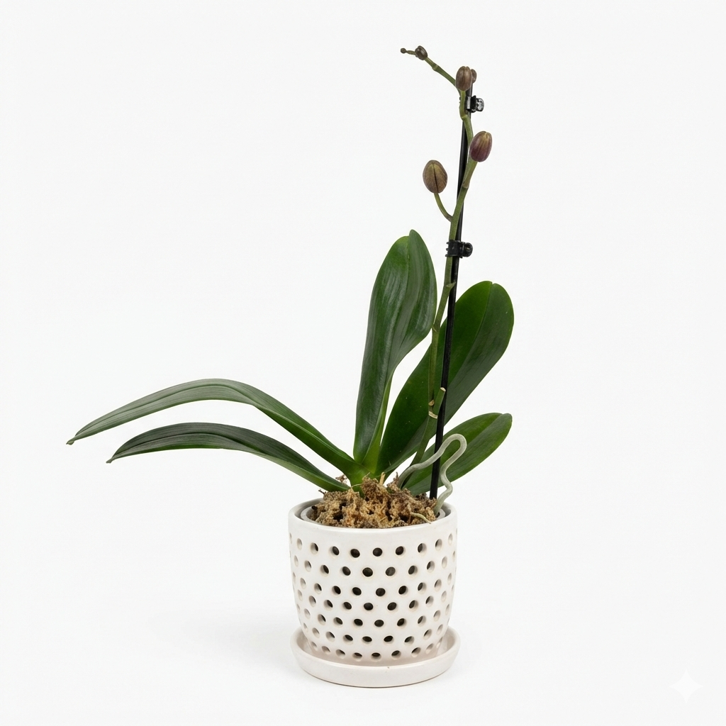 Orquidea color Vino - 1 vara ramificada