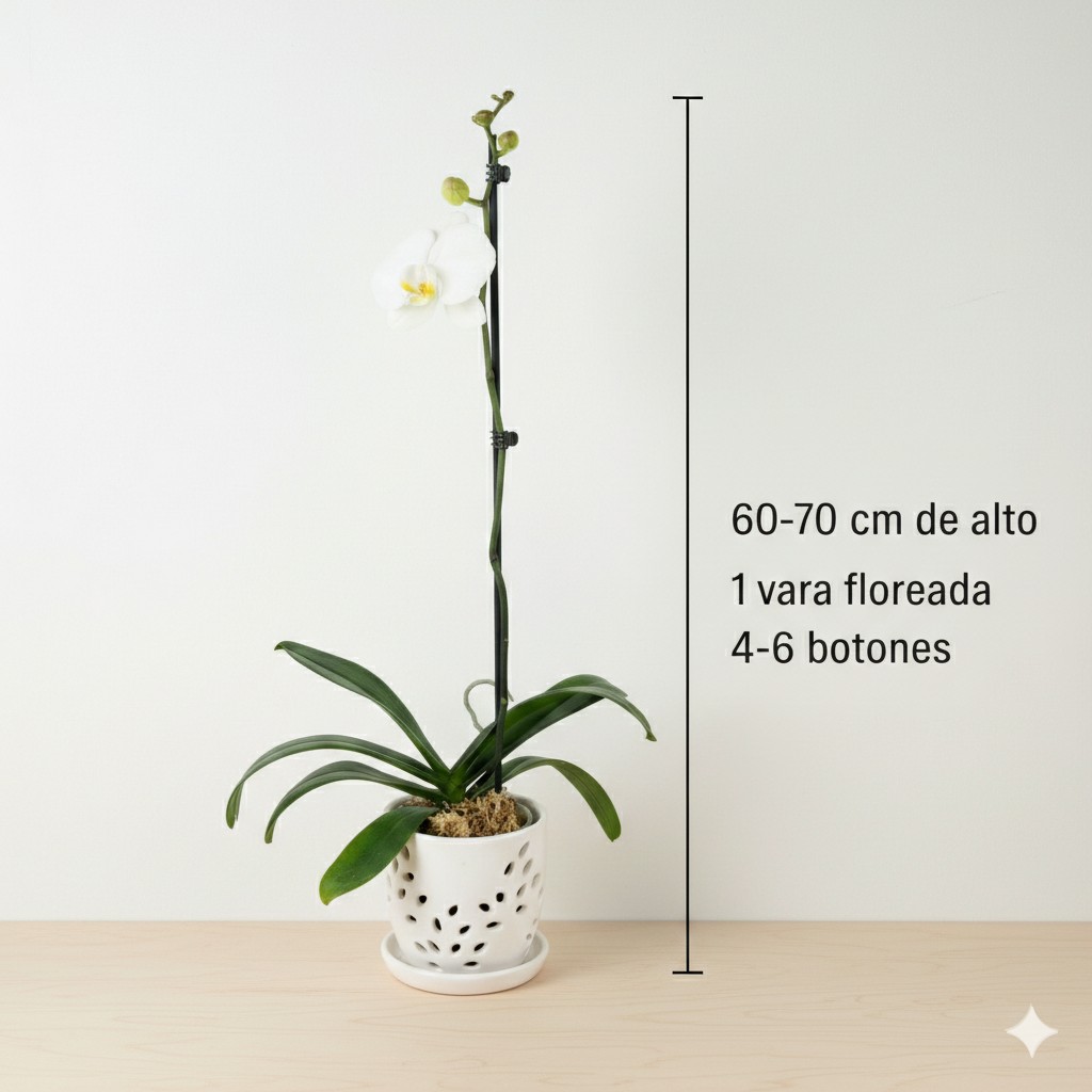 Orquidea Blanca con Amarilla 1 vara ramificada