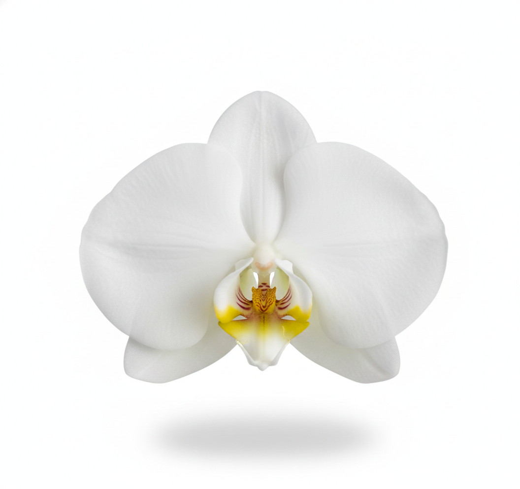 Orquidea Blanca con Amarilla 1 vara ramificada