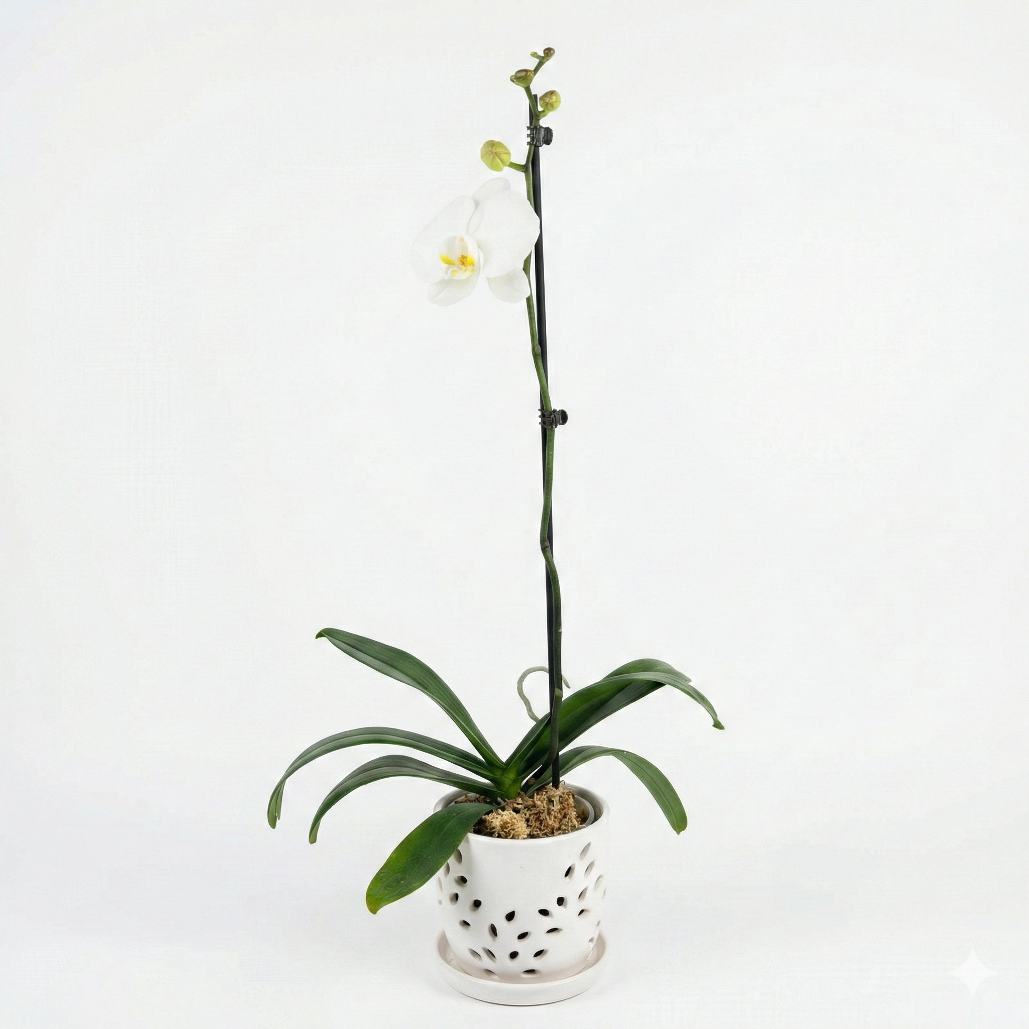 Orquidea Blanca con Amarilla 1 vara ramificada